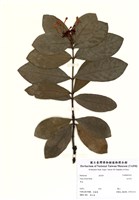 藏品(仙丹花)的圖片